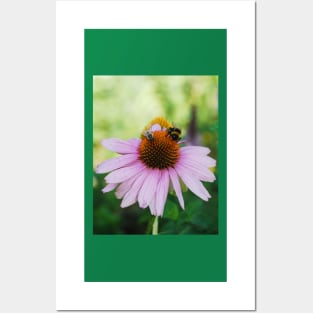 Echinacea Purpurea with Bees Posters and Art